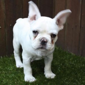 Meet your Posher, Jasmine